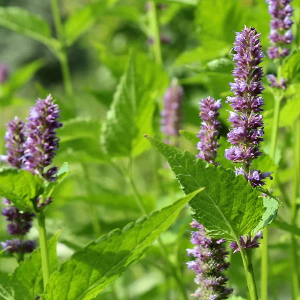 Patchouli Essential Oil