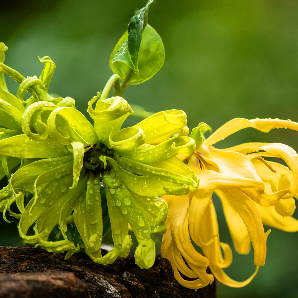 Ylang Ylang 2nd Essential Oil Farm Fresh Oils