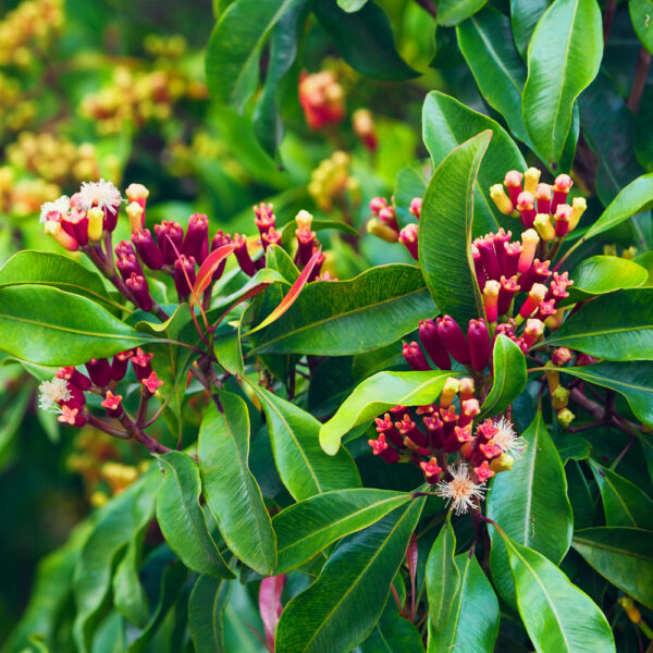 丁香葉精油 (Clove Leaf)