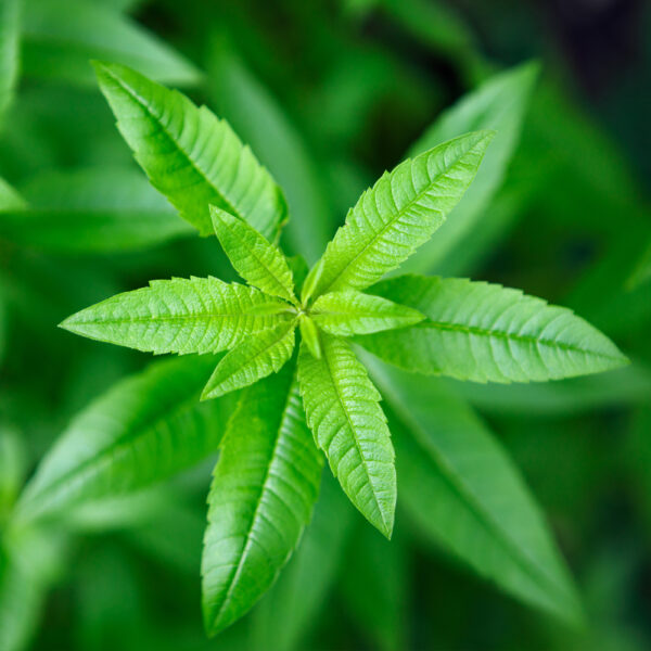 檸檬馬鞭草精油 (Lemon Verbena)