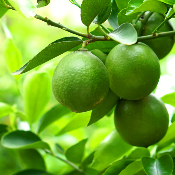 ライムエッセンシャルオイル (Lime)