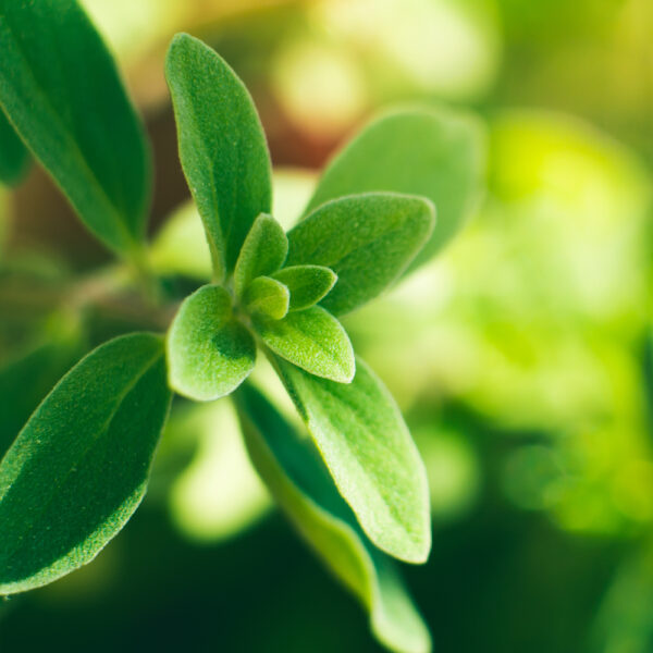 馬鬱蘭精油 (Marjoram)
