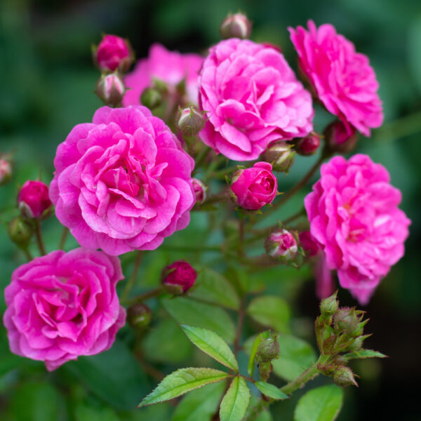 Rose Otto Bulgarian Essential Oil