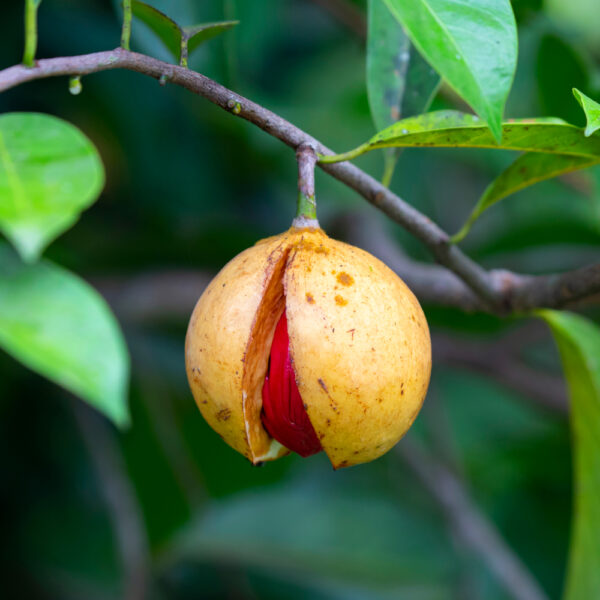 肉豆蔻精油 (Nutmeg)