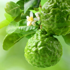 佛手柑優質精油 - 抗光敏 (Bergamot Premium FCF)