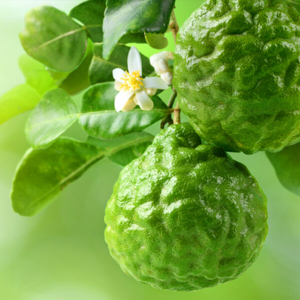 佛手柑優質精油 - 抗光敏 (Bergamot Premium FCF)