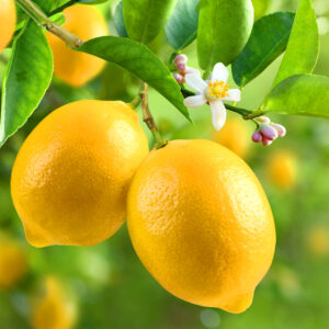 檸檬優質精油 (Lemon Premium)