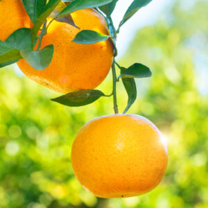 柑橘黃優質精油 (Mandarin Yellow Premium)
