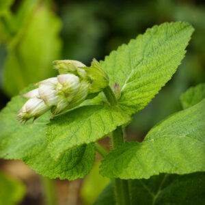 快樂鼠尾草精油 - 綠 (Clary Sage - Green)