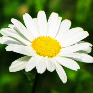 カモミール・ローマン フローラルウォーター (Chamomile Roman Floral Water)