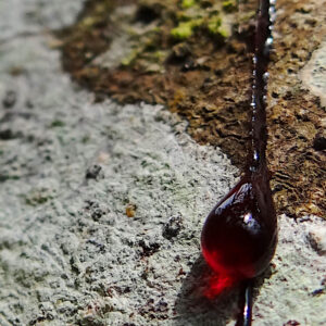 ドラゴンズブラッド樹脂 ・ペルー (Dragon's Blood Resin Peru)