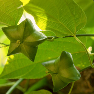 サチャインチオイル ・ペルー (Sacha Inchi Virgin Oil)