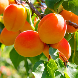 Apricot Kernel Virgin Oil