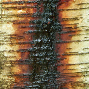 Birch Tar