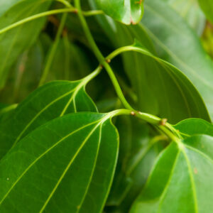 Camphor White Essential Oil - Wild