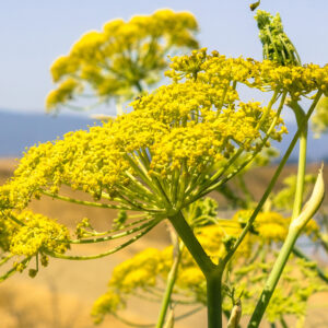 Fennel Australian Essential Oil