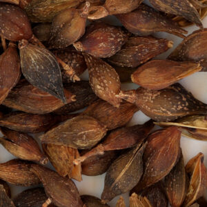 Forsythia Essential Oil (100% Pure)