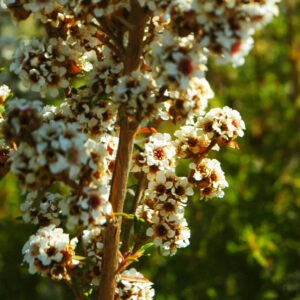 Fragonia Essential Oil