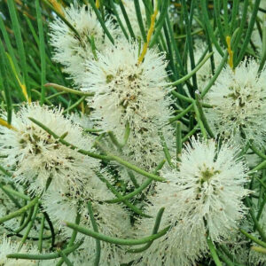 ハニーマートル・エッセンテールオイル (Honey Myrtle)