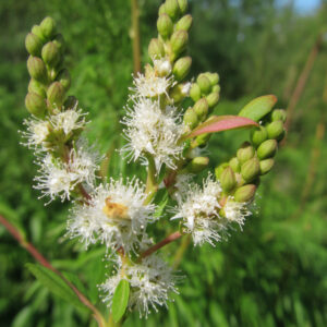 クンゼア・エッセンシャルオイル (Kunzea)