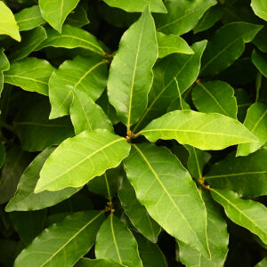 ローレルリーフ・エッセンシャルオイル (Laurel Leaf)