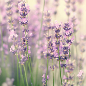 ラベンダー・セヴトポリス・エッセンシャルオイル - ハーブの香り(Lavender Sevtopolis)