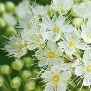 レモンマートル・エッセンシャルオイル (Lemon Myrtle)