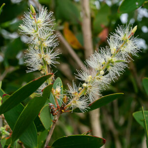 綠花白千層精油 (Niaouli)