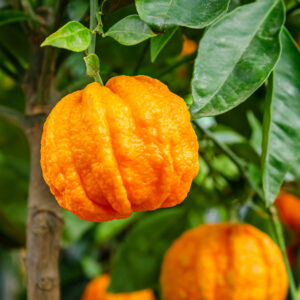 オレンジ・ビター ・エッセンシャルオイル (Orange Bitter)