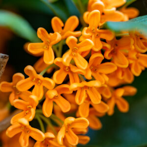 オスマンサス・アブソリュート・オイル (Osmanthus Absolute)