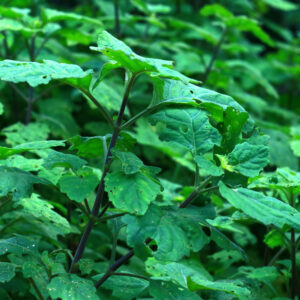 Patchouli Essential Oil - Wild