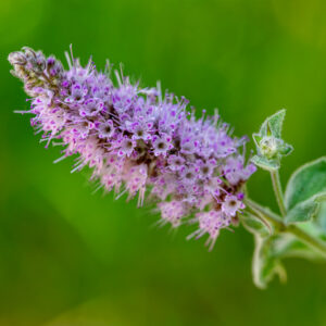 Peppermint Arvensis Essential Oil