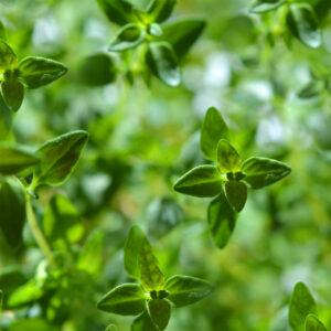 Red Thyme Essential Oil