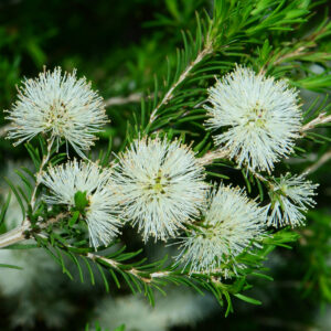 Rosalina Essential Oil