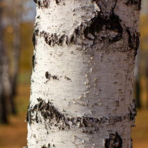 Birch Sweet Essential Oil